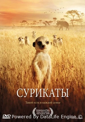 Сурикаты